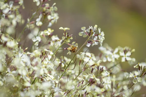 Gran Canaria - vahşi florası raddish — Stok fotoğraf