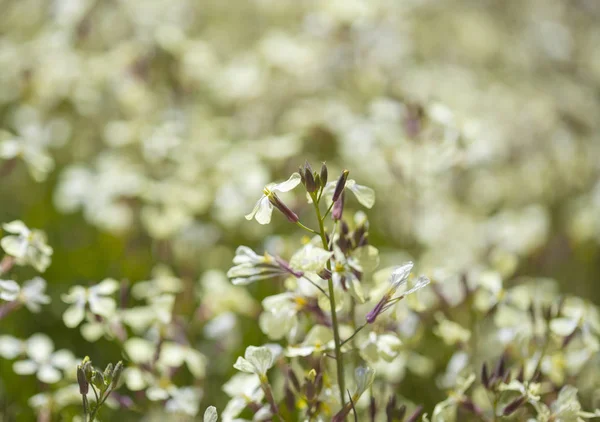 Flora Gran Canarii - dzikie raddish — Zdjęcie stockowe