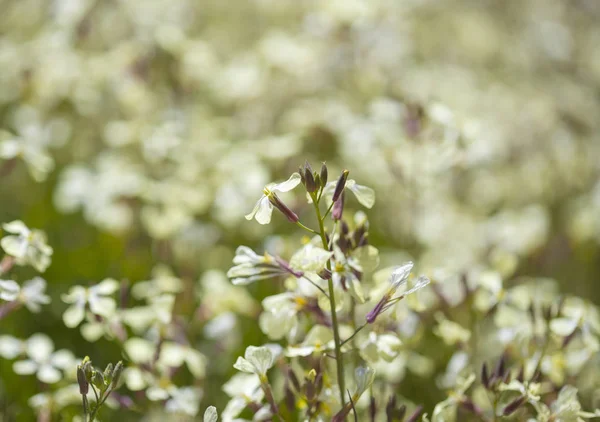 Flora de Gran Canaria - rabanete selvagem — Fotografia de Stock