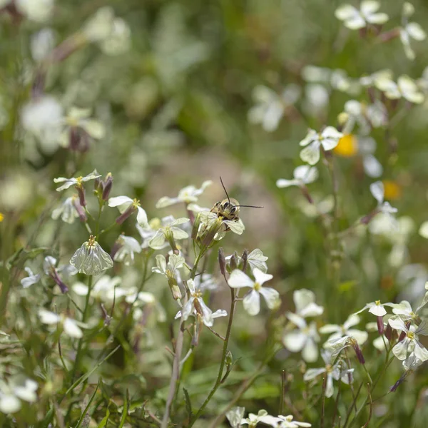 Flora Gran Canarii - dzikie raddish — Zdjęcie stockowe