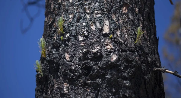 Flora van Gran Canaria - Pinus canariensis — Stockfoto