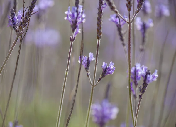 Flora Gran Canarii - kanaryjskiej lawendy — Zdjęcie stockowe