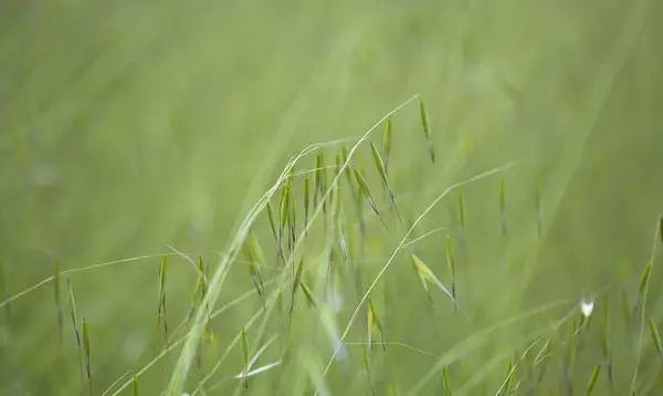 Flora de Gran Canaria hierba de avena silvestre — Foto de Stock