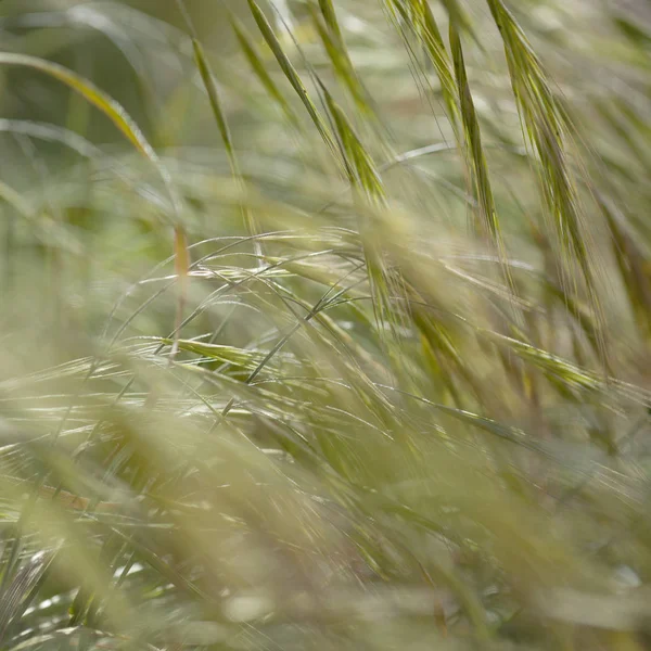 Flora of Gran Canaria - wild oat grass — Stock Photo, Image