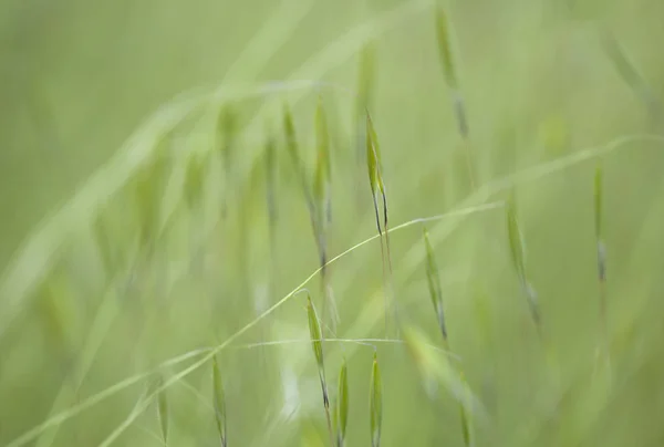 Robotskapade stubbar om Gran Canaria - wild oat grass — Stockfoto