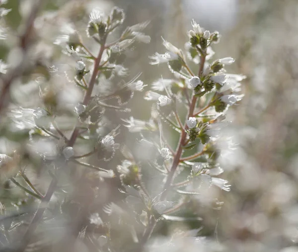 Flora z Gran Canaria - Hadinec onosmifolium, — Stock fotografie