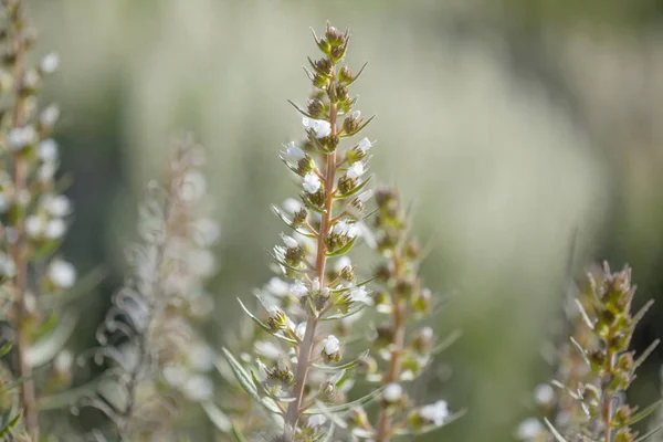 Flora Gran Canarii - onosmifolium Żmijowiec, — Zdjęcie stockowe