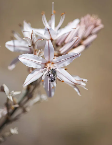Flore de Gran Canaria - Asphodelus ramosus, asphodel ramifié — Photo
