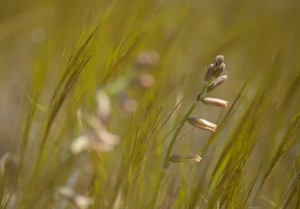 Flore de Gran Canaria - Dipcadi serotinum — Photo