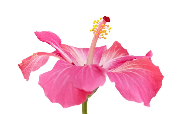 Pink hibiscus flower isolated — Stock Photo, Image