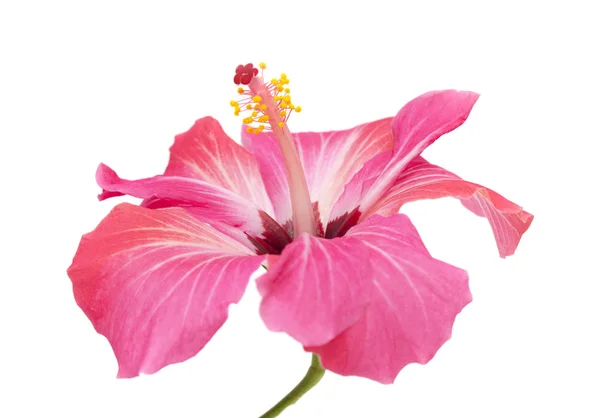 Flori de hibiscus roz izolate — Fotografie, imagine de stoc