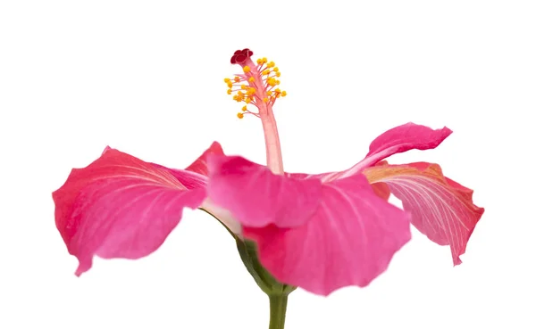 Ρόδινο hibiscus λουλουδιού απομονωθεί — Φωτογραφία Αρχείου