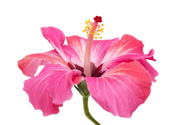 Hibiscus rose fleur isolée — Photo