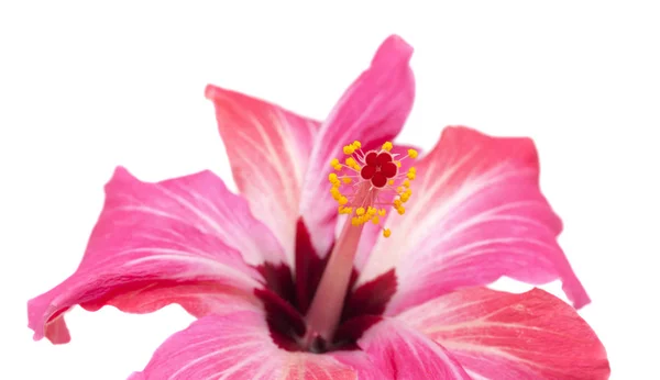 Flor de hibisco rosa isolada — Fotografia de Stock