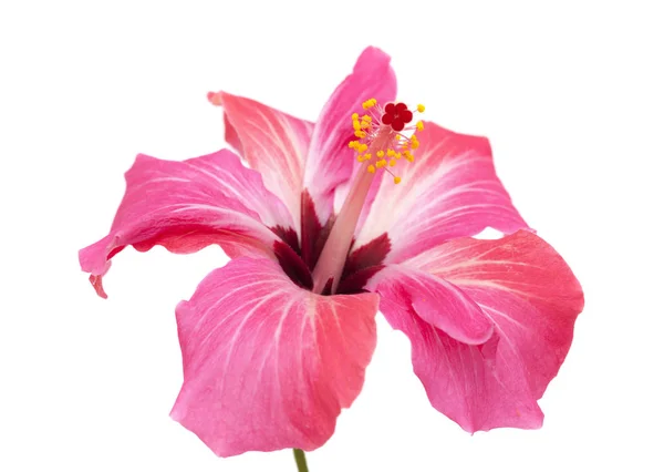 Hibiscus rose fleur isolée — Photo