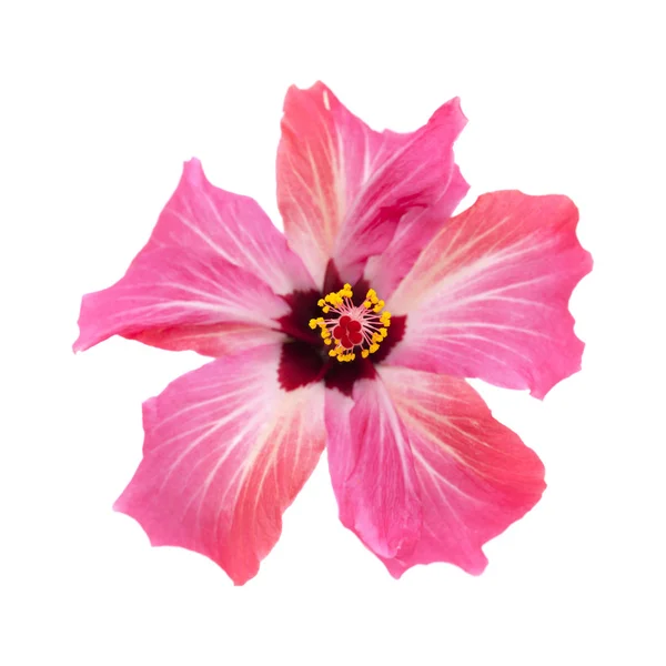 Izole pembe hibiscus çiçek — Stok fotoğraf