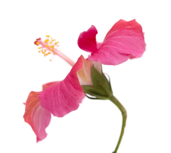 Roze hibiscus bloem geïsoleerd — Stockfoto