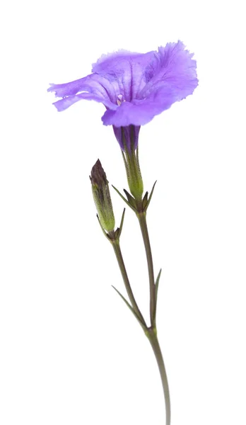 Geltle lilás Impatiens flor — Fotografia de Stock