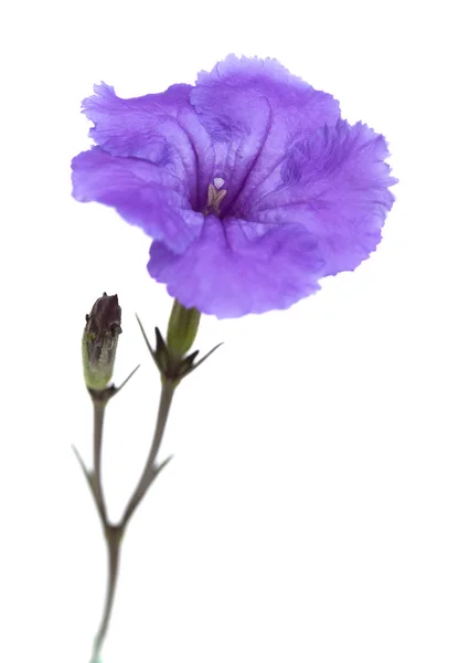 Geltle lilás Impatiens flor — Fotografia de Stock