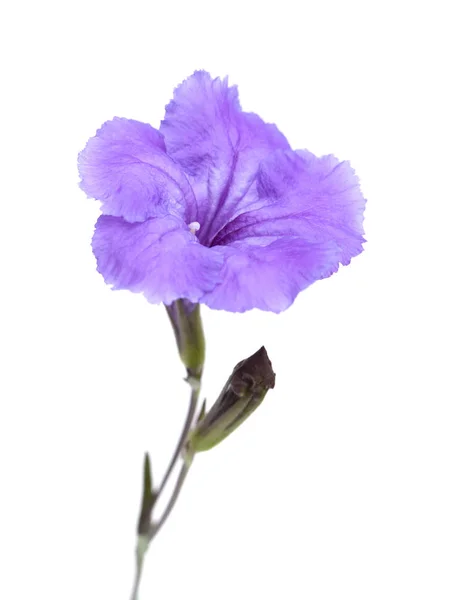 Geltle λιλά Impatiens λουλούδι — Φωτογραφία Αρχείου