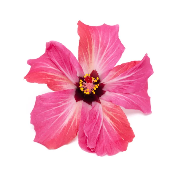 Hibiscus rose fleur isolée — Photo