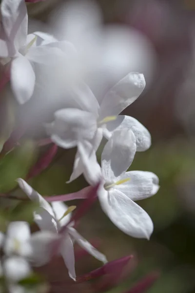 Fond de jasmin à fleurs — Photo