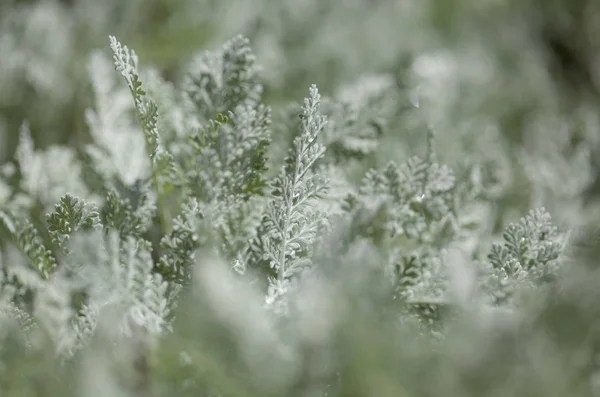 Χλωρίδα της Γκραν Κανάρια - tanacetum ptarmiciflorum — Φωτογραφία Αρχείου