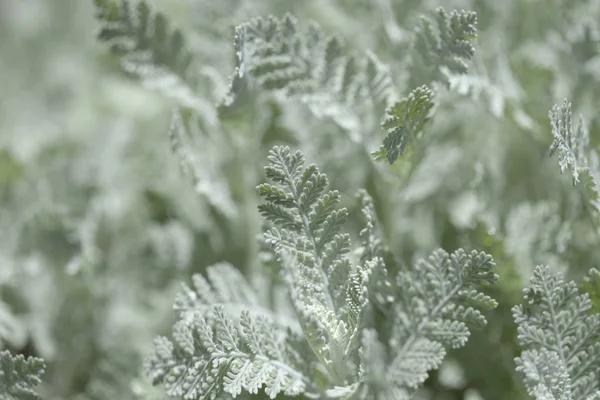 Flore de Gran Canaria - Tanacetum ptarmiciflorum — Photo