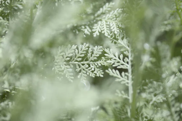 Flora z gran canaria - tanacetum ptarmiciflorum — Stock fotografie