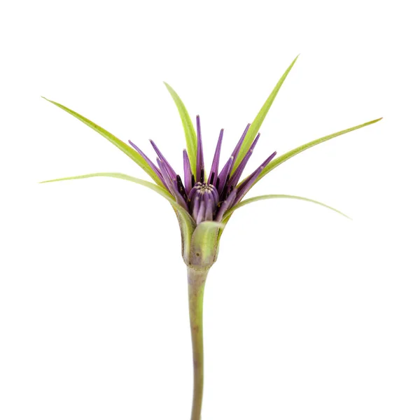 Flora of Gran Canaria -  Tragopogon — Stock Photo, Image