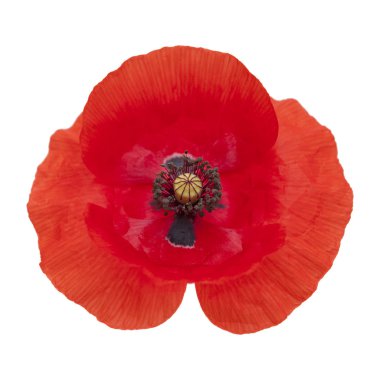 izole kırmızı gelincik