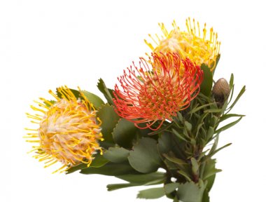 kırmızı ve sarı protea izole