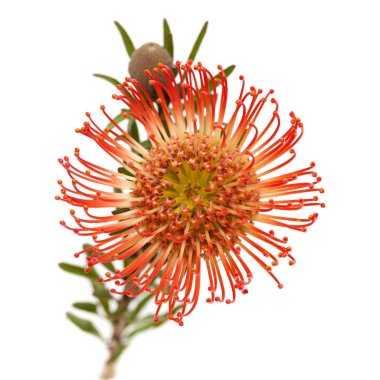 red protea isolated clipart