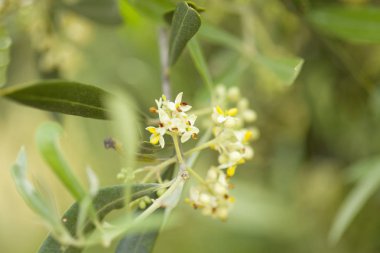 zeytin ağacı çiçek