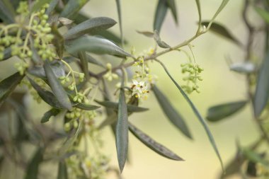 olive tree flowers clipart