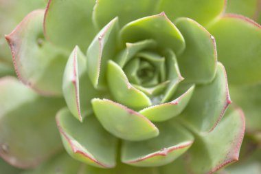 Aeonium percarneum arka plan