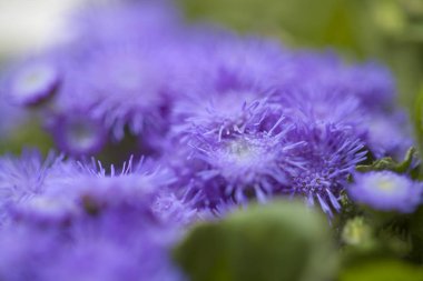 Ageratum conyzoides, billygoat-weed