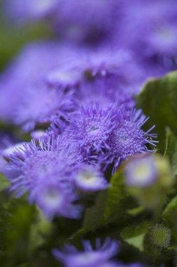 Ageratum conyzoides, billygoat-weed