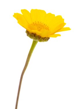 yellow garland chrysanthemum clipart