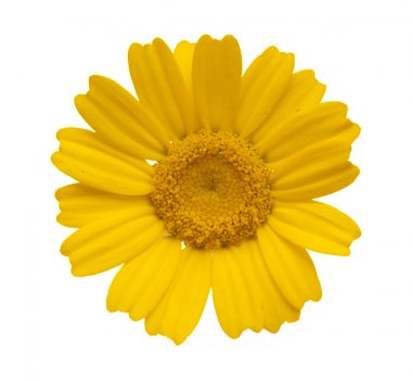 sarı garland krizantem