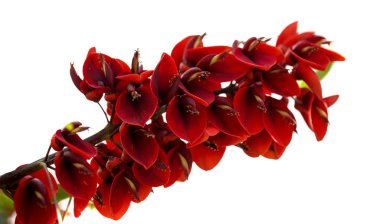  Erythrina crista-galli beyaz izole 