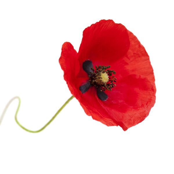 Красный мак изолирован
