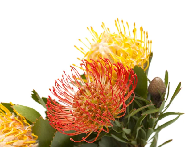 Protea rossa e gialla isolata — Foto Stock