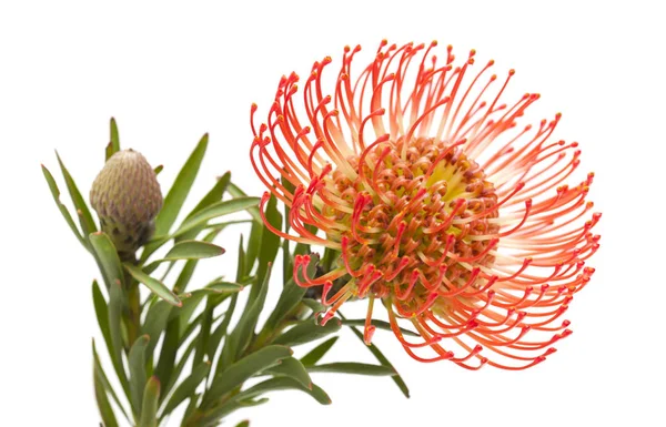 Rode protea geïsoleerd — Stockfoto