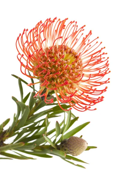 Kırmızı protea izole — Stok fotoğraf