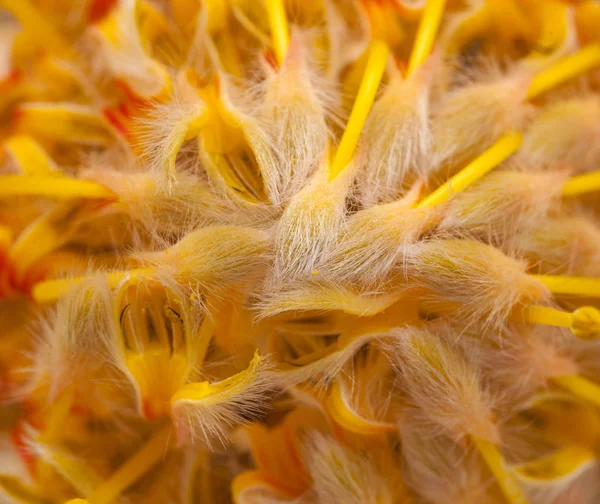 Fondo de protea amarillo — Foto de Stock