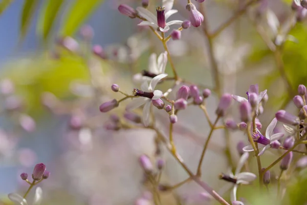 Chinaberry árvore flores — Fotografia de Stock