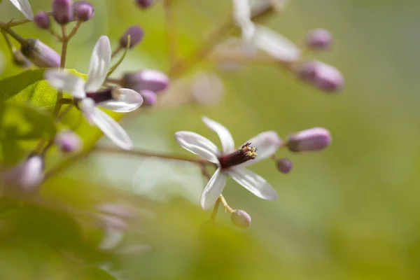 Chinaberry árvore flores — Fotografia de Stock