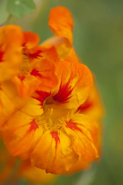 Flora Gran Canarii - Tropaeolum majus — Zdjęcie stockowe