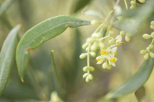 オリーブの木の花 — ストック写真